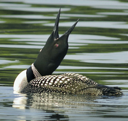 HOLDERNESS, NH - JULY 31: Its red eye gleaming in the summer sun, a common loon stretches on Squam Lake. The loons had poor productivity this year on the lake. (Photo by Mark Wilson/The Boston Globe via Getty Images)