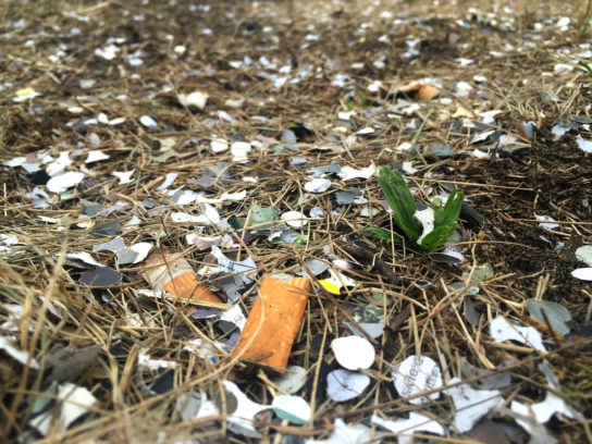 lolla_marinelli_wiese_2