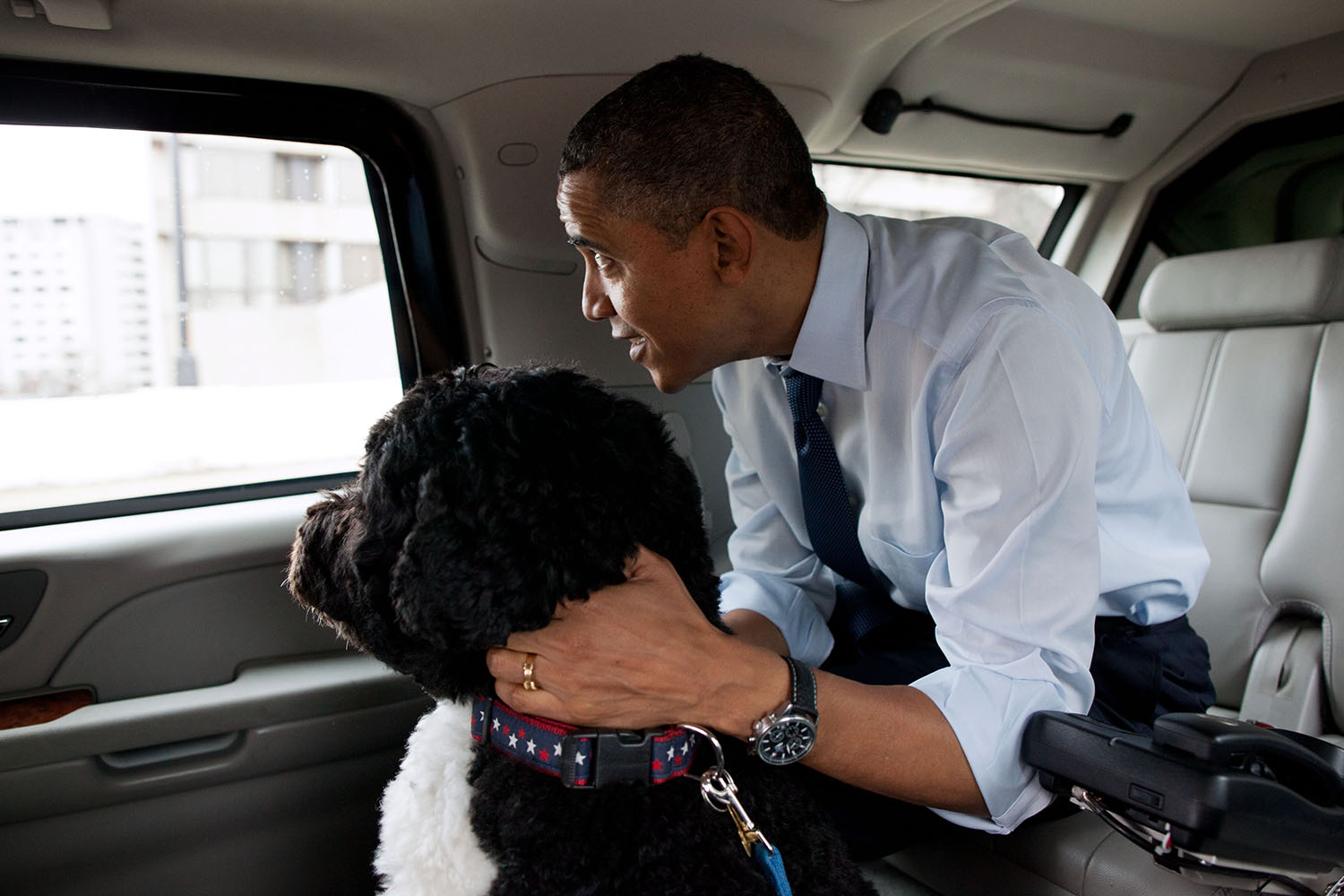 Dec. 21, 2011 "The President and Bo, the Obama family dog, ride in the presidential motorcade en route to PetSmart in Alexandria, Va. The President bought Bo some Christmas gifts at the pet store then walked nearby to Best Buy to purchase gifts for his daughters. (Official White House Photo by Pete Souza) This official White House photograph is being made available only for publication by news organizations and/or for personal use printing by the subject(s) of the photograph. The photograph may not be manipulated in any way and may not be used in commercial or political materials, advertisements, emails, products, promotions that in any way suggests approval or endorsement of the President, the First Family, or the White House.