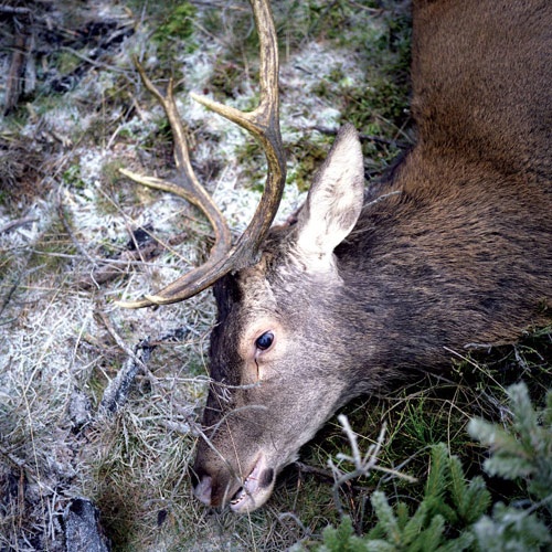 Girls In Hawaii - Plan your escape