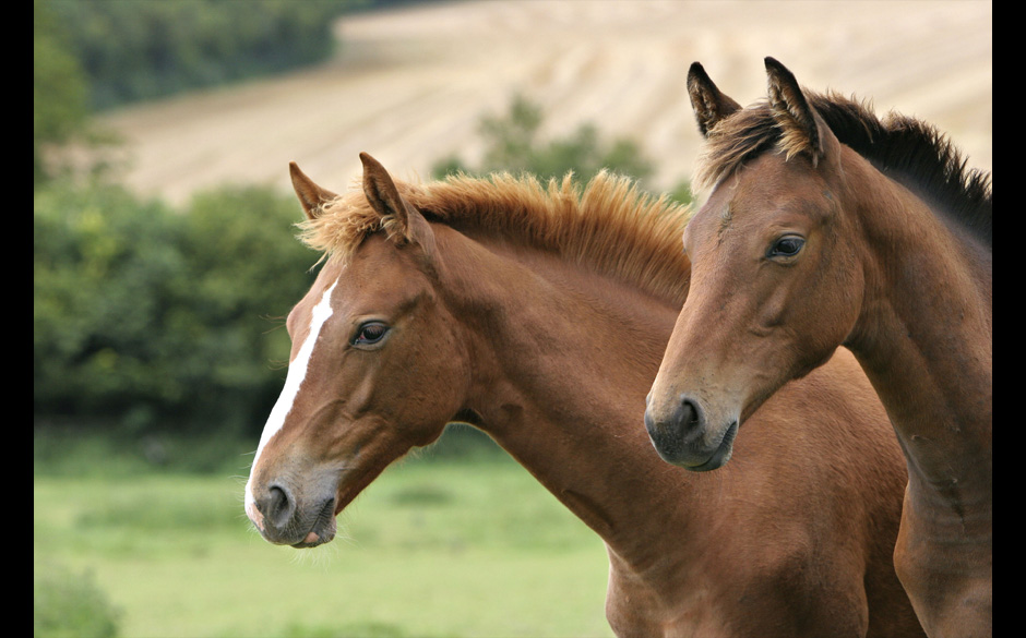 French Saddlebred Horse