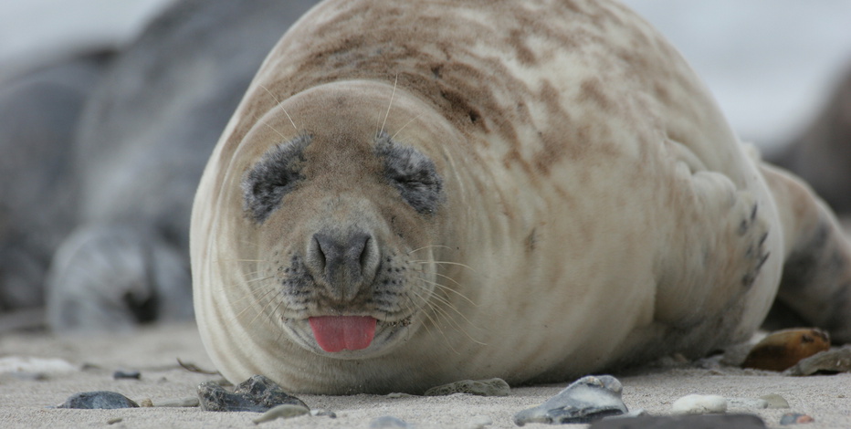 Neu im Kino: "Die Nordsee - Unser Meer", Dokumentarfilm über das Weltnaturerbe.