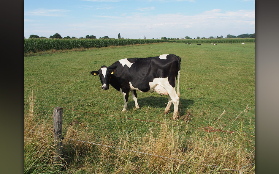 Das Haldern Pop lebte auch 2013 von und mit seinen Stammgästen, den Locals am Niederrhein