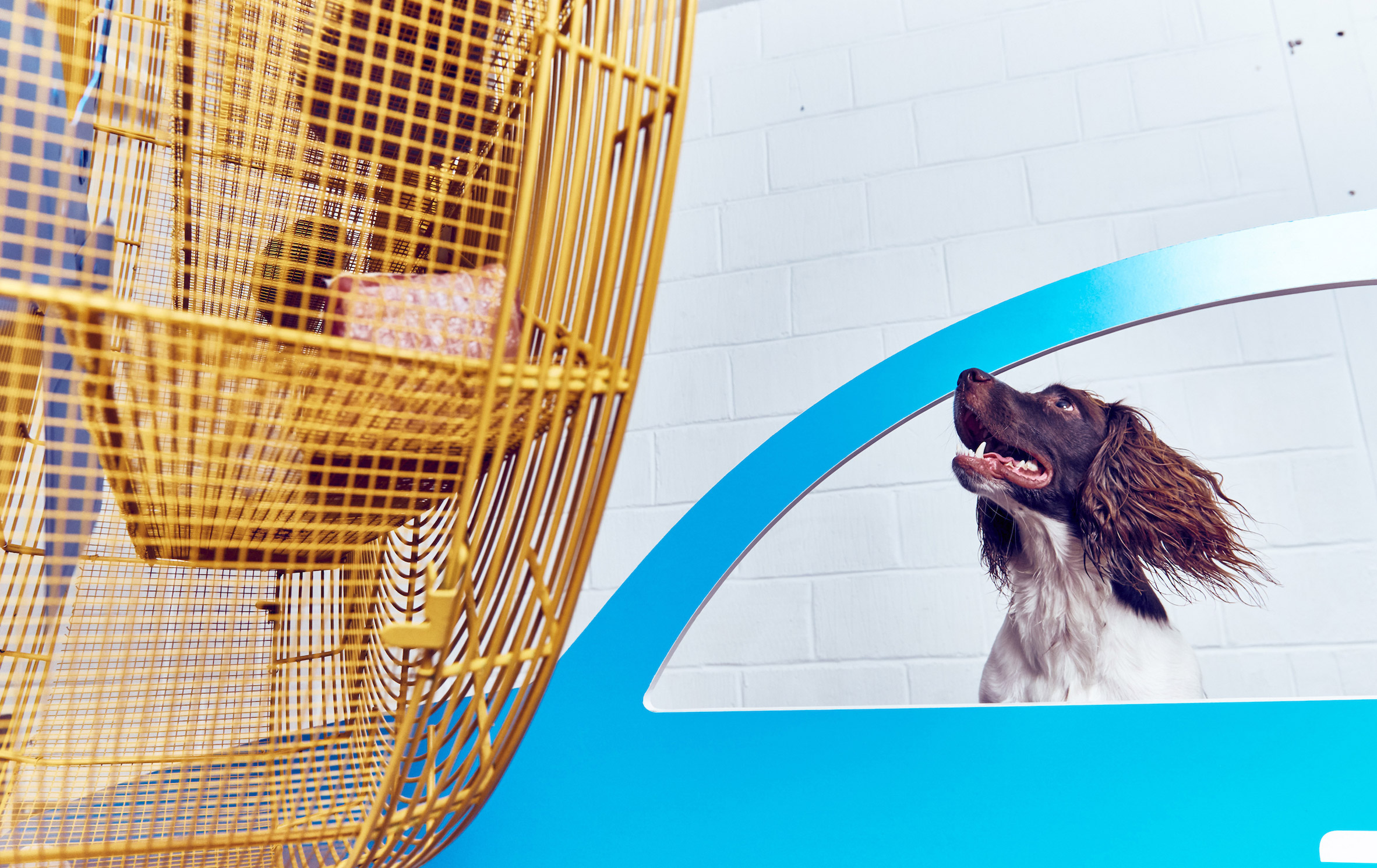 play-more-dog-exhibition-dominic-wilcox-more-than_dezeen_2364_8