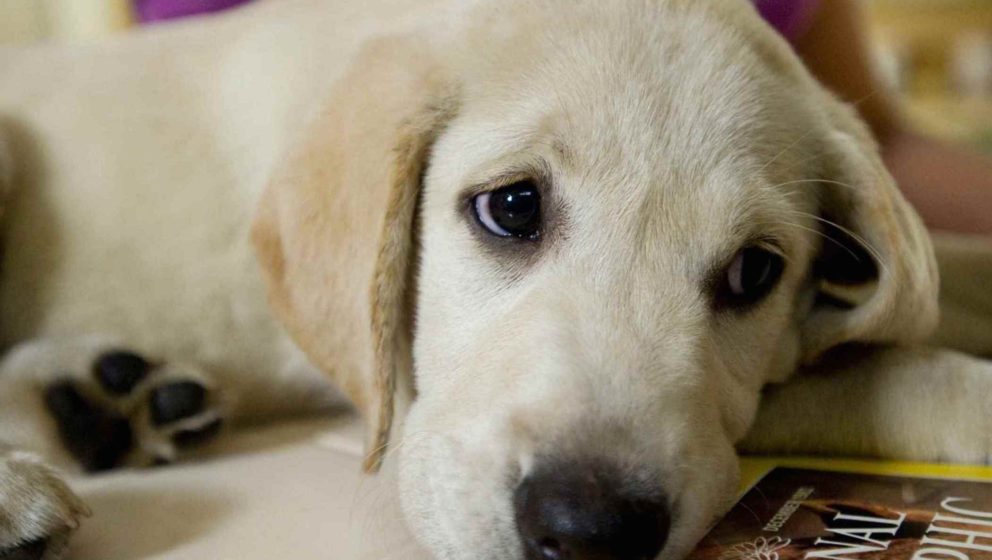 Stirbt Der Hund Im Film Diese Website Erspart Euch Viele Tranen Musikexpress