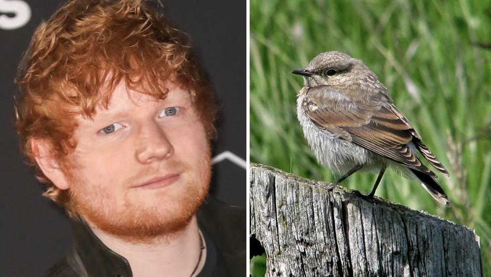 Ed Sheeran vs. Steinschmätzer