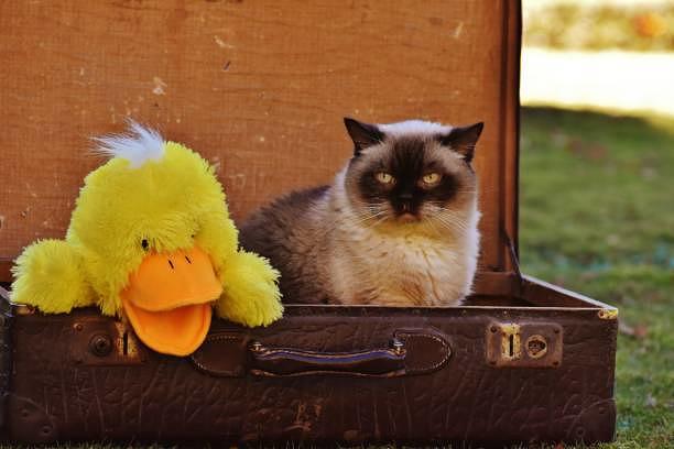 Taylor Swift (l.) und ihre Katze Olivia Benson schälen sich aus dem Koffer.