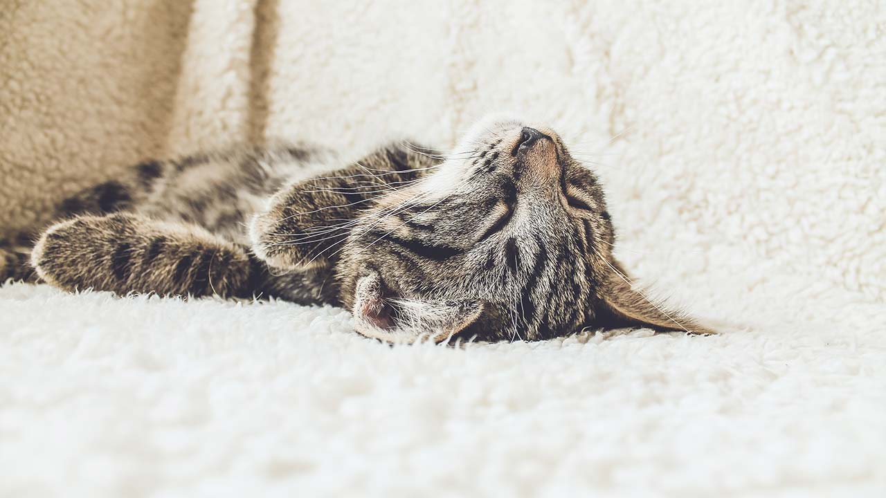 Tief und fest schlafen wie diese Katze: Diese Gadgets helfen dabei