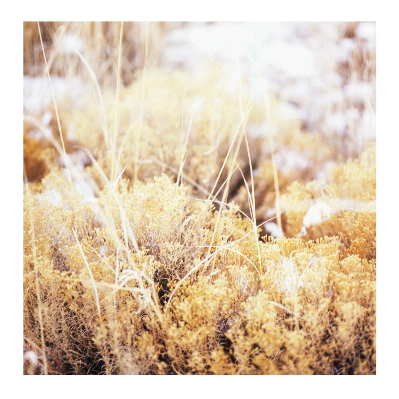 Mamiffer: The Brillant Tabernacle